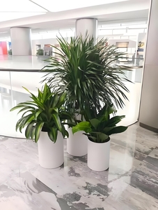 深挖杭州湾植物租摆价格，真相在这里